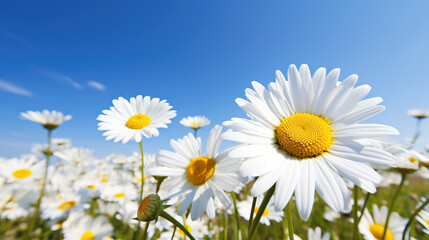 white and yellow daisies.