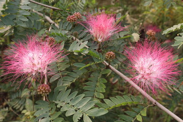 Calliandra haematocephala leaf plant on farm