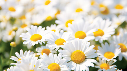 Fototapeta premium white and yellow daisies.