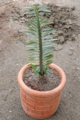 Euphorbia tithymaloides smallii plant of farm
