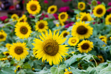 Field of blooming sunflowers for background
