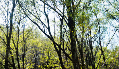 Nature landscape with colorful trees in early autumn