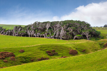 Slope Point, the southernmost point of New Zealand's South Island, where the macrocarpa (Monterey Cypress) trees have become distorted by the wind howling in across the Southern Ocean.