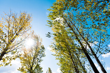Looking up on clear blue sky with yellow poplar trees
