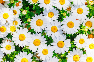 満開の白いマーガレットの花束