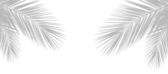 Palm leaf shadow on the corner of transparent banner background. Palm tree branch overlay effect....
