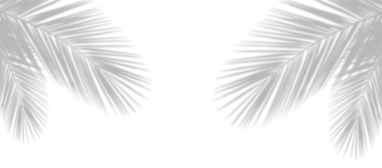 Palm leaf shadow on the corner of transparent banner background. Palm tree branch overlay effect. Shadow of tropical plant leaves. Spring summer design elements