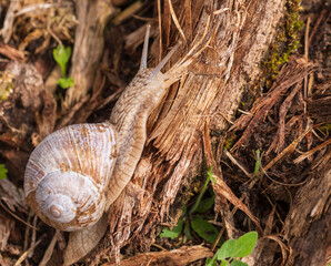 Eine Weinbergschnecke kriecht an einem alten Stück Holz hoch