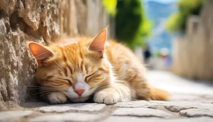 Ginger cat sleeping outdoors in summer on the road