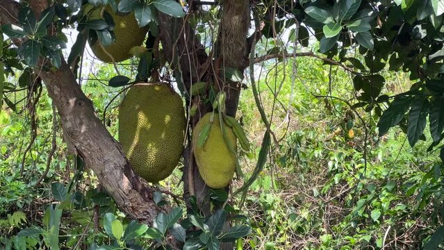 breadfruit tree, ripe fruits hanging on a palm tree. fruits are grown under the sun in Vietnam