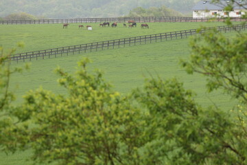 雨上がりでかすむ朝の、のどかな牧場風景