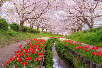 春の横浜市江川せせらぎ緑道からチューリップと満開の桜
