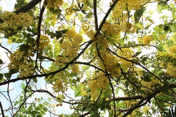 Entre ramas, hojas y flores en primer plano, época de primavera