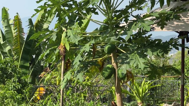 unripe papaya growing on a tree. Concept Asia, Vietnam, fruit