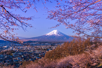 Fototapeta premium 夜明けの新倉山浅間公園から桜と富士山