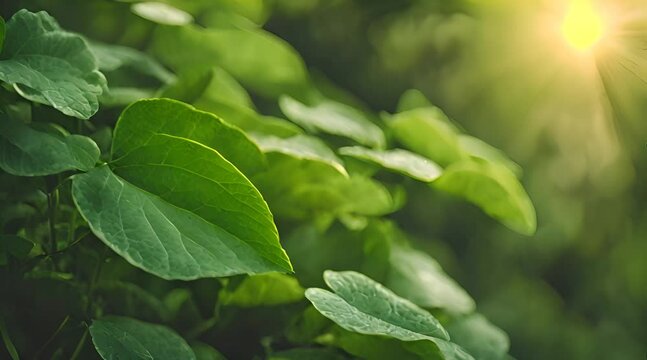 Verdant Border of Fresh Juicy Leaves with Soft Focus in Nature