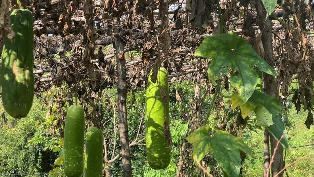 winter melon or wax gourd growing and hanging on vine hung on vegetable garden in Vietnam 