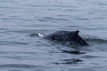 Obraz premium Dorsal fin of a surfacing whale, in Walvis Bay, Namibia.
