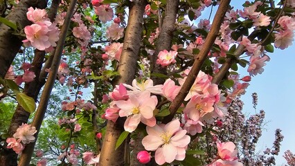 한국의 봄날 화사하게 만개한 아름다운 꽃 클로즈업