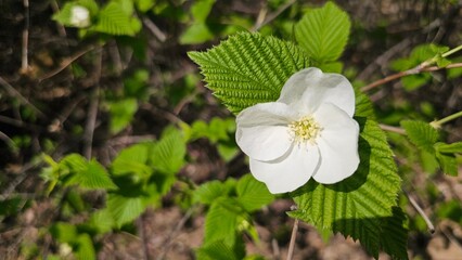 한국의 봄날 화사하게 만개한 아름다운 꽃 클로즈업