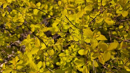 한국의 봄날 화사하게 만개한 아름다운 꽃 클로즈업