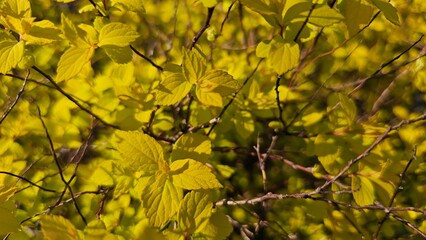 한국의 봄날 화사하게 만개한 아름다운 꽃 클로즈업