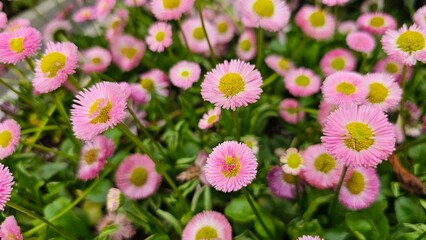 Fototapeta premium 한국의 봄날 화사하게 만개한 아름다운 꽃 클로즈업