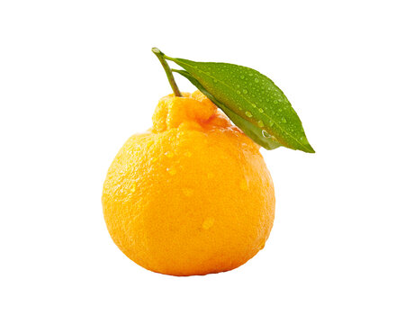  Hallabong , Citrus reticulata 'Shiranui'