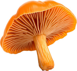 orange mushroom isolated on white or transparent background,transparency