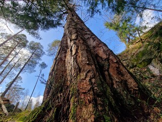 Old beautiful pine tree