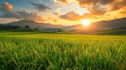 Voile Gardinen Reisfelder photorealism of Beautiful rice field on sunset scene at north Thailand