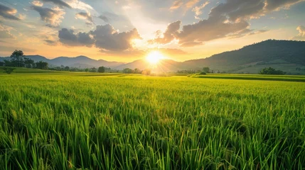 Fotobehang photorealism of Beautiful rice field on sunset scene at north Thailand © amonrat