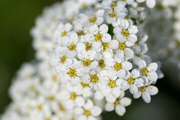 white spiraea  flowers closeup selective focus - 784239923