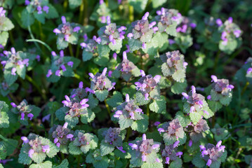 lamium purpureum, purple dead-nettle flowers closeup selective focus - 784239930