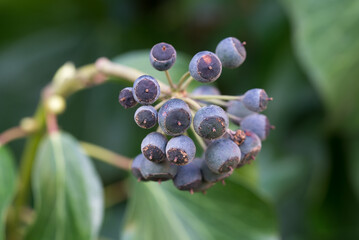 Hedera helix,  common ivy berries closeup selective focus - 784239945