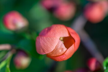 Chaenomeles japonica, Japanese quince flower closeup selective focus - 784239960