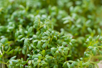 Garden cress (Lepidium sativum) leaves closeup selective focus - 784239975