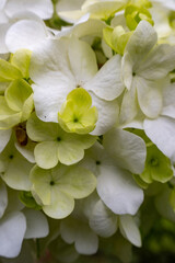 close up of a white hydrangea