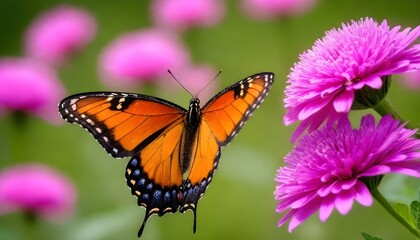 Naklejka premium Monarch butterfly -Danaus plexippus- resting on a flowering plant in a butterfly pavilion- Lincoln, Nebraska, United States of Americ