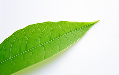 Obraz premium Green leaves isolated background,created with Generative AI tecnology.