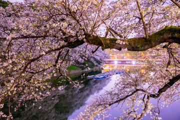 東京都の夜桜、川に浮かぶボート