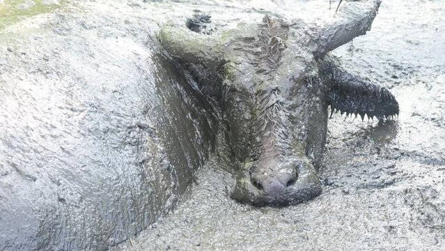 Mud buffalo or B. bubalis carabanesis wallow in mud to lower their body temperature.