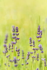 Lavender flower blooming scented field. Bright natural background.	