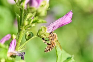 Honeybee on purple flower	 - 784244766