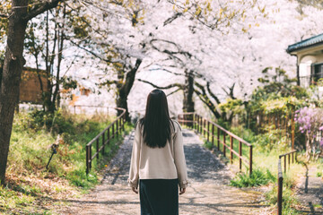 Traveler asian woman travel in sakura cherry blossom  tree in Negawa Green Road Tachikawa Tokyo Japan in spring season