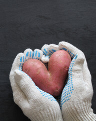 Gloved hands hold a heart-shaped potato on a plate, top view, flat layout. ugly root vegetable.