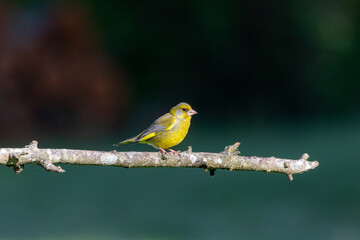 A European Greenfinch ( Chloris chloris) perched on a tree branch with a blurred background.