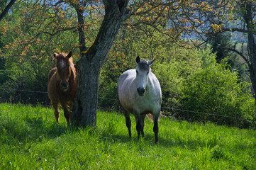 Pferde im Elsass bei Gunsbach im Elsass