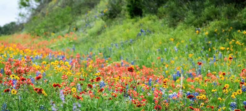 Spring wildflowers in Llano, Texas 