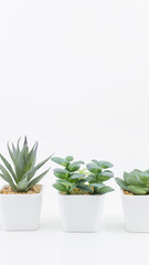 植物　多肉植物　観葉植物　背景　白背景　コピースペース　縦型